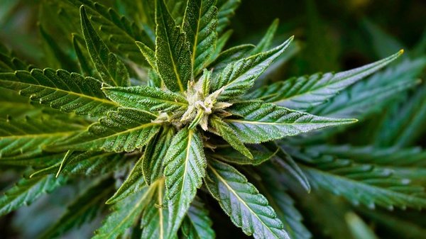 Sites cbd fiables : le comparatif ultime pour 2025